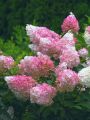 Hortensja bukietowa LIVING PINK&ROSE