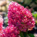 Hortensja bukietowa LIVING PINK&ROSE
