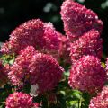 Hortensja bukietowa LIVING PINK&ROSE