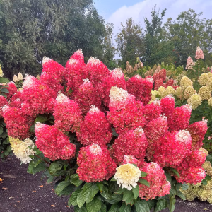 Rispenhortensie LIVING RED VELVET