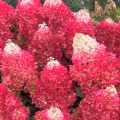 Hortensja bukietowa LIVING RED VELVET