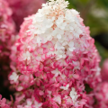 Hortensja bukietowa LIVING RED VELVET