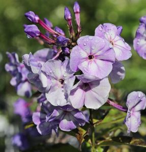 Rispen-Flammenblume JEFF'S BLUE