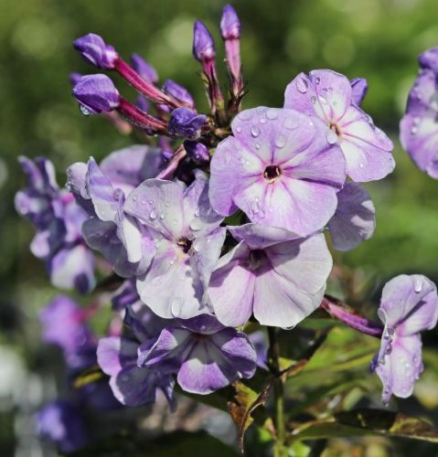 Rispen-Flammenblume JEFF'S BLUE