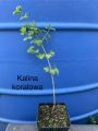 Kalina koralowa VIBURNUM OPULUS