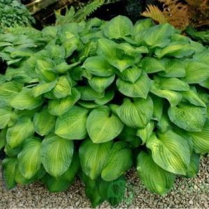 Funkie - Hosta Midwest Magic 