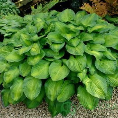 Funkie - Hosta Midwest Magic 