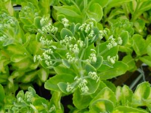 Fetthenne VARIEGATA
