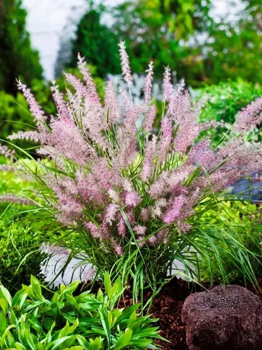 Orientalischen Lampenputzergras KARLEY ROSE 