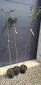 Róża na pniu ŻÓŁTA
