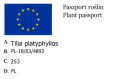 Lipa szerokolistna