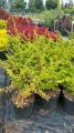 Berberys Thunberga GREEN CARPET
