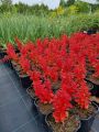 Berberys Thunberga ELECTRIC LOVE