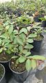 Lagerstroemia RED IMPERATOR