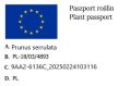 Wiśnia nippońska BRILLANT
