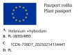 Dzielżan BANDERA.jpg