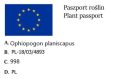 Trawa ozdobna KONWALNIK NIGRESCENS