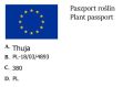 Żywotnik Olbrzymi WHIPCORD na pniu