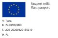 Róża okrywowa BIAŁA