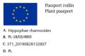 Rokitnik pospolity POLLMIX