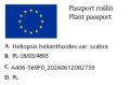 Słoneczniczek SZORSTKI Loraine Sunshine.jpg
