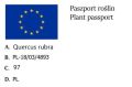 Dąb kulisty AUREA