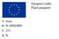 Róża RUMBA pomarańczowo-żółta - na pniu