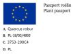 Dąb kolumnowy FASTIGIATE KOSTER