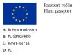 Jeżyna bezkolcowa DRIKSEN