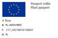 Róża ŻÓŁTA - na pniu.jpg