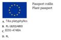 Lipa Strzępolistna