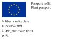 Porzeczkoagrest JOSTA - na pniu w doniczce.jpg