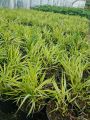 Trawa Hakonechloa smukła MACRA AUREOLA