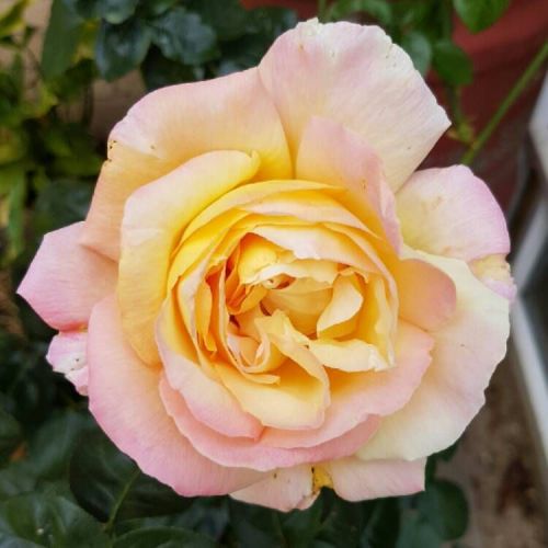 Großblütigen Rose Gloria Dei – auf Stamm