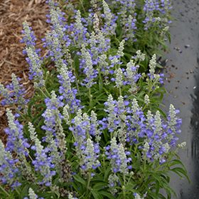 Salbei FARINA BICOLOR BLUE