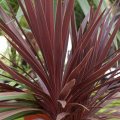 Kordylina RED STAR