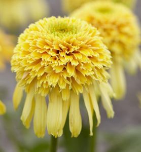 Echinacea LEMON DROP