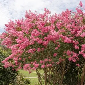  Lagerstroemia TOURENNE