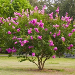 Lagerstroermia PETIIT ORCHIDEE