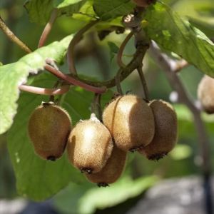 Mini-Kiwi ZAKARPACIE