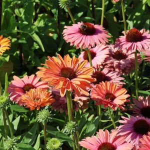 Echinacea sunseekers RAINBOW