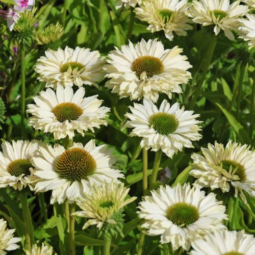 Echinacea sunseekers WHITE PERFECTION
