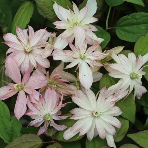Berg-Clematis Marjorie