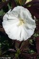 Hibiskus CAROUSEL GHOST