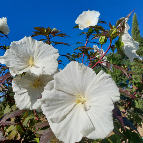 Hibiskus CAROUSEL GHOST