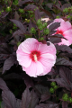 Hibiskus STARY NIGHT
