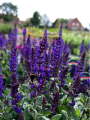Szałwia MIDNIGHT PURPLE