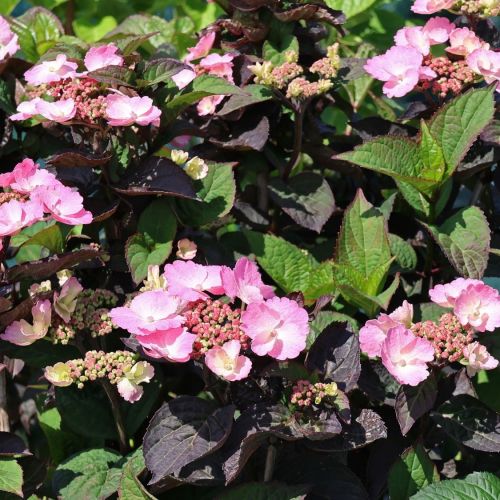 Rispenhortensie DAREDEVIL