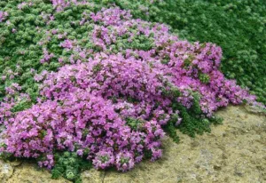 Bodendecker-Thymian MINOR
