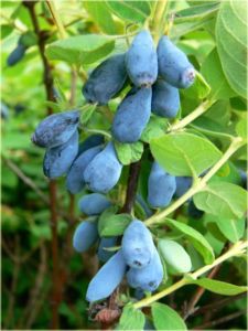 Kamtschatka-Heckenkirsche WOJTEK